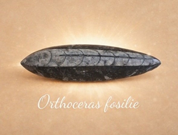 Orthoceras