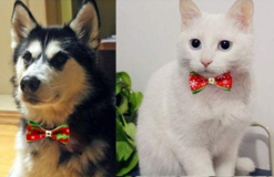 POTŘEBY PRO ZVÍŘÁTKA