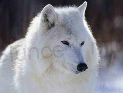 Náhrdelník s přívěškem Vlka (BD741)