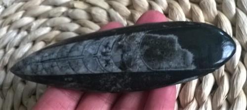 Orthoceras fosilie, placička 12 cm / 70 g (Maroko) (X1019)