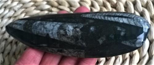 Orthoceras fosilie, placička 11,5 cm /171 g (Maroko) (X1022)