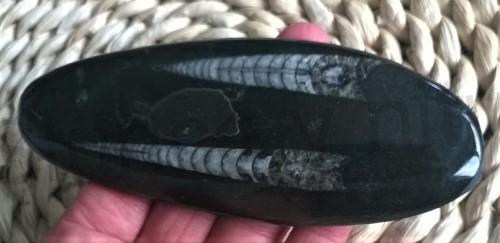 Orthoceras fosilie, placička 14 cm /155 g (Maroko) (X1026)