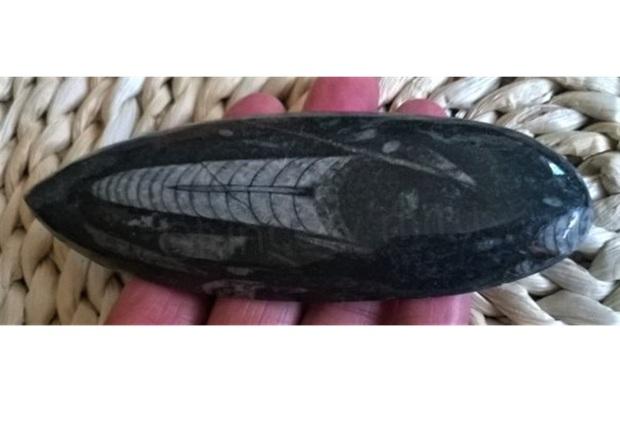 Orthoceras fosilie, placička 13 cm / 120 g (Maroko) (X1078)