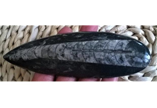 Orthoceras fosilie, placička 15,3 cm / 146 g (Maroko) (X1090)