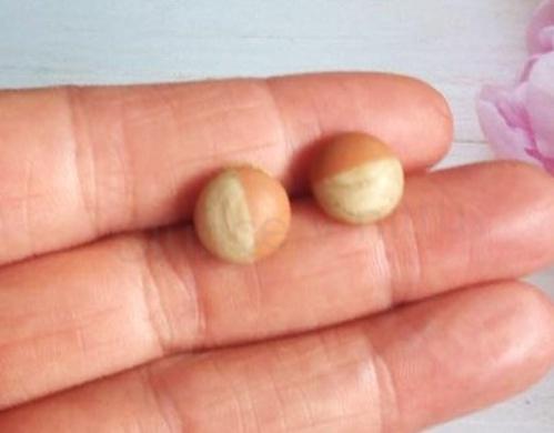 Puzetové náušnice imitace dřeva z chirurgické oceli (BB844)