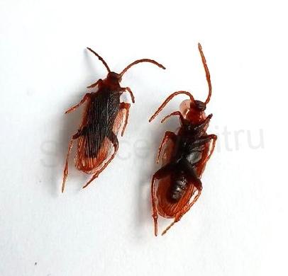 Dekorativní hmyz šváb 6 kusů (D975)