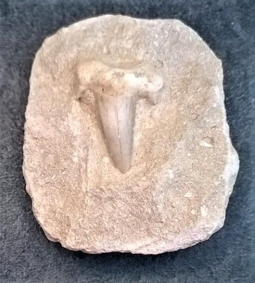 Žraločí zub v hornině (X1888)