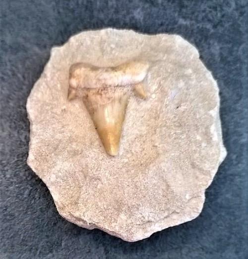 Žraločí zub v hornině (X1889)