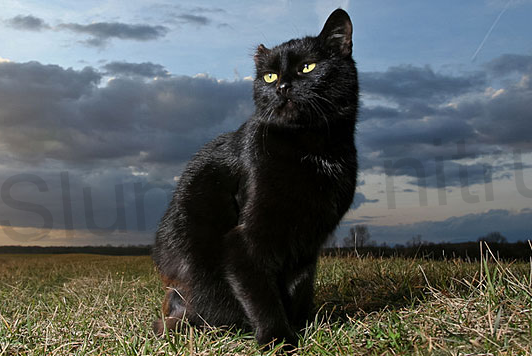 Náhrdelník s přívěškem Kočka, kočička (BD166)