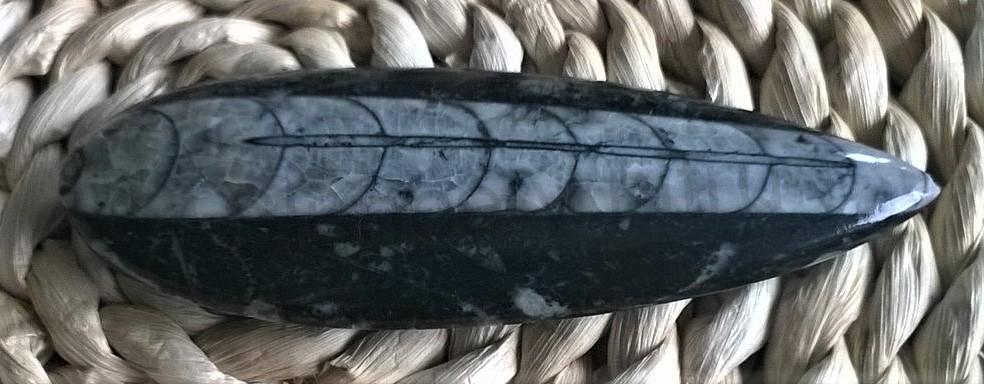 Orthoceras fosilie, placička 10,9 cm /61 g (Maroko)  (X1020)