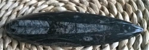 Orthoceras fosilie, placička 16,5 cm /165 g (Maroko) (X1021)