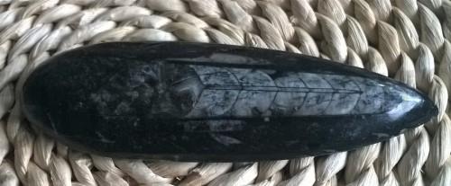 Orthoceras fosilie, placička 15cm /162 g (Maroko) (X1024)