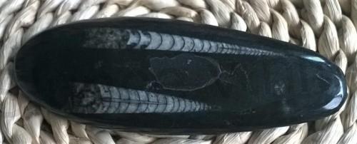 Orthoceras fosilie, placička 14 cm /155 g (Maroko) (X1026)
