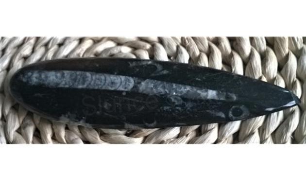 Orthoceras fosilie, placička 16cm / 125 g (Maroko) (X1029)