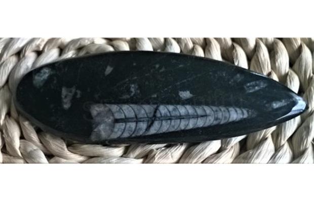 Orthoceras fosilie, placička 12,5 cm / 82 g (Maroko) (X1030)