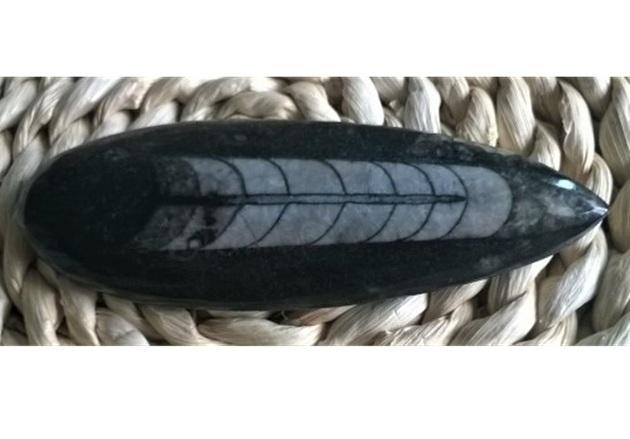 Orthoceras fosilie, placička 11,5 cm /81g (Maroko) (X1031)
