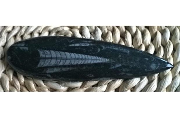 Orthoceras fosilie, placička 11,6 cm / 147 g (Maroko) (X1034)