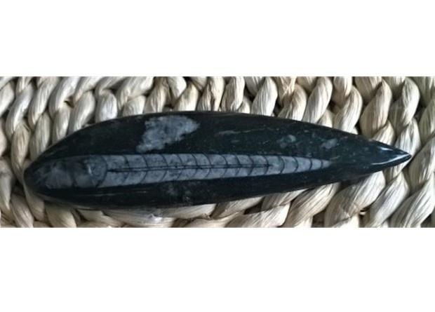 Orthoceras fosilie, placička 11,2 cm / 59 g (Maroko) (X1035)