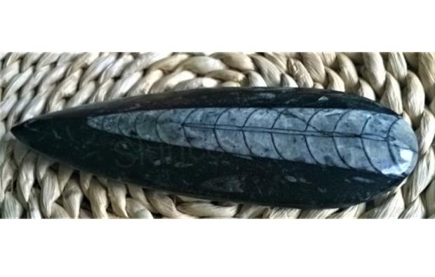 Orthoceras fosilie, placička 11,6 cm / 167 g (Maroko) (X1036)