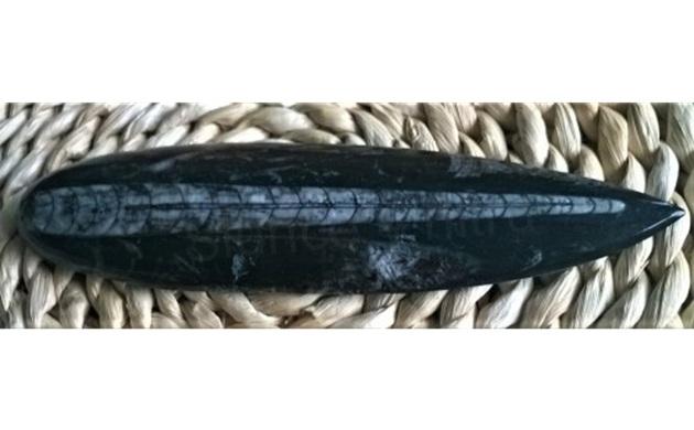 Orthoceras fosilie, placička 11,6 cm / 151 g (Maroko) (X1037)