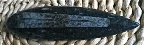 Orthoceras fosilie, placička 11,6 cm / 132 g (Maroko) (X1038)