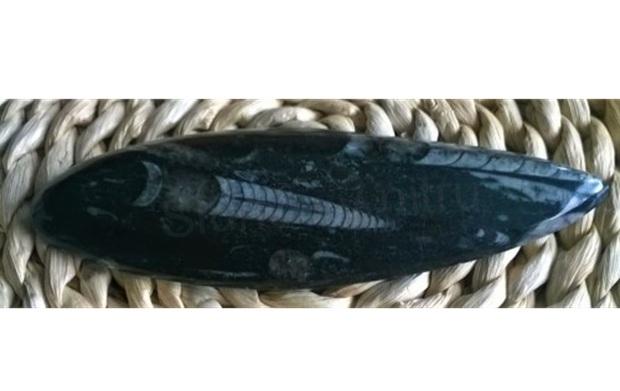 Orthoceras fosilie, placička 11,5 cm / 147 g (Maroko) (X1041)