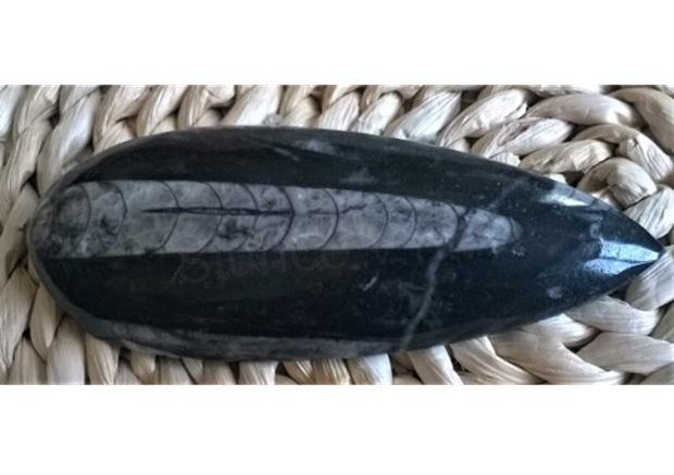 Orthoceras fosilie, placička 12 cm / 107 g (Maroko) (X1063)