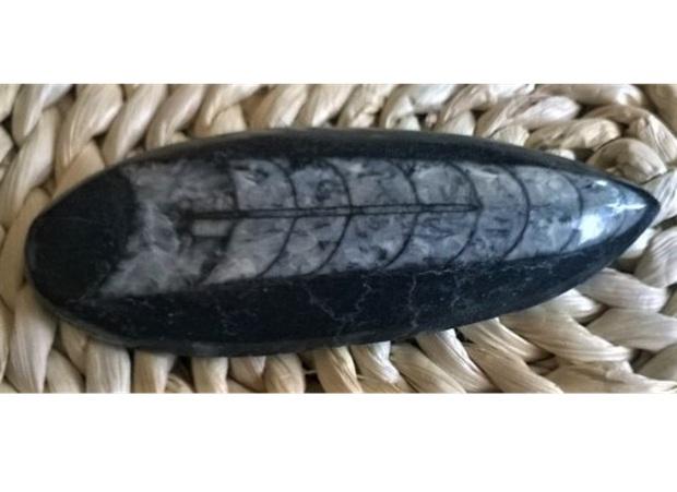 Orthoceras fosilie, placička 10,7 cm /85 g (Maroko) (X1064)