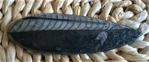 Orthoceras fosilie, placička 11 cm /65 g (Maroko) (X1065)