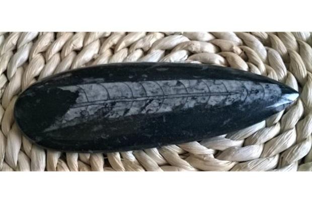 Orthoceras fosilie, placička 14 cm /136 g (Maroko) (X1066)