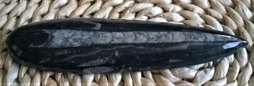 Orthoceras fosilie, placička 11,3 cm / 166 g (Maroko) (X1040)