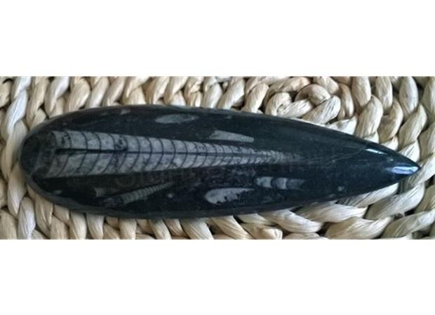 Orthoceras fosilie, placička 15,5 cm / 164 g (Maroko) (X1072)