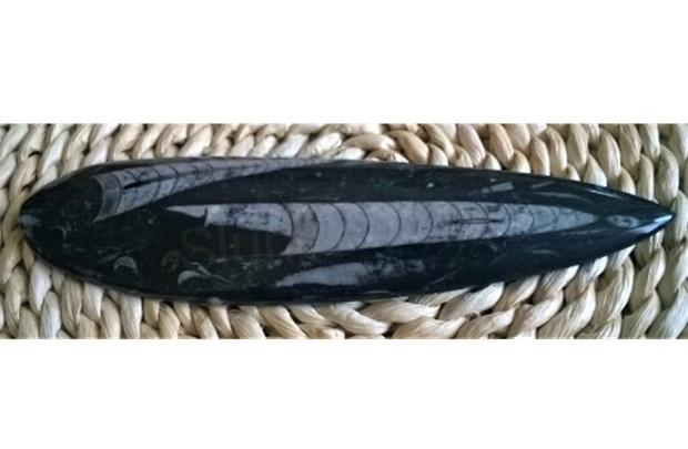 Orthoceras fosilie, placička 22,5 cm /244 g (Maroko) (X1073)