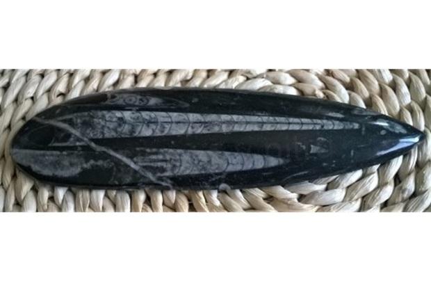 Orthoceras fosilie, placička 21,5 cm / 304 g (Maroko) (X1074)