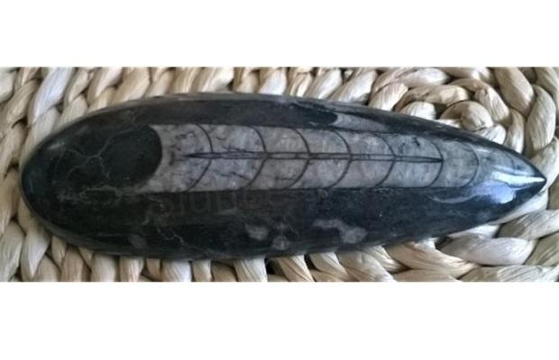 Orthoceras fosilie, placička 14 cm / 148 g (Maroko) (X1075)