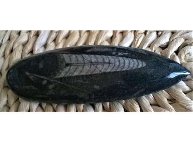 Orthoceras fosilie, placička 13 cm / 120 g (Maroko) (X1078)
