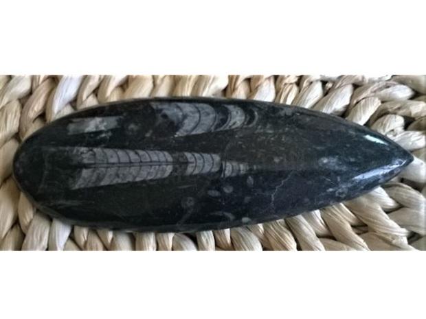 Orthoceras fosilie, placička 12,8 cm / 109 g (Maroko) (X1079)