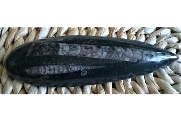 Orthoceras fosilie, placička 14 cm / 148 g (Maroko) (X1080)