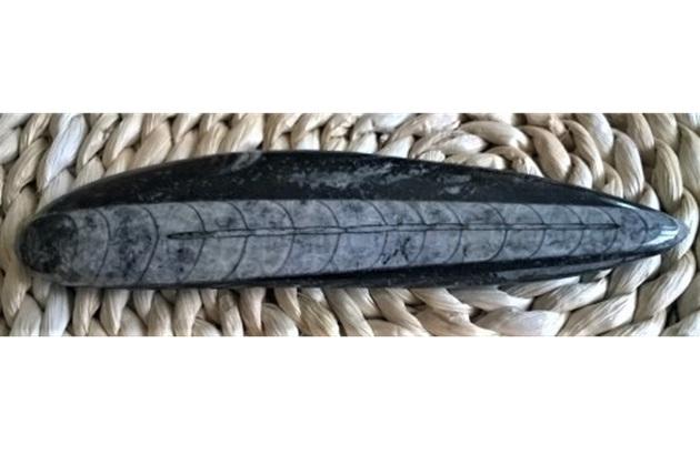 Orthoceras fosilie, placička 17,5 cm / 149 g (Maroko) (X1081)