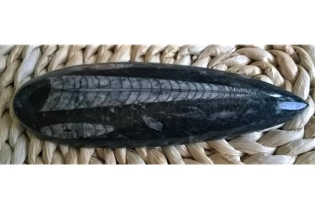 Orthoceras fosilie, placička 14 cm /136 g (Maroko) (X1082)