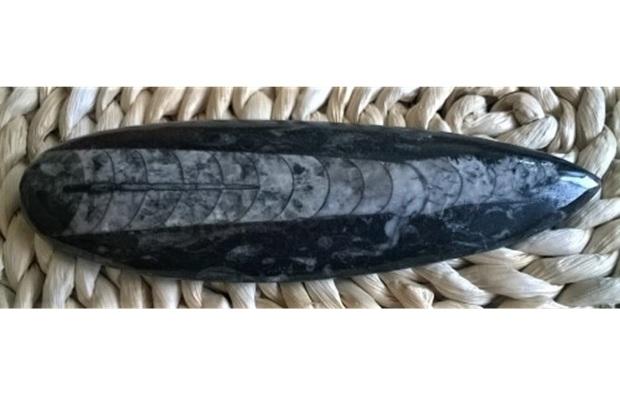 Orthoceras fosilie, placička 15,3 cm / 146 g (Maroko) (X1090)