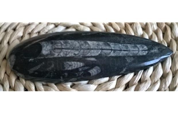 Orthoceras fosilie, placička 15,8 cm / 174 g (Maroko) (X1091)