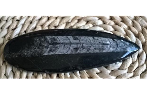 Orthoceras fosilie, placička 17,7 cm / 215 g (Maroko) (X1092)