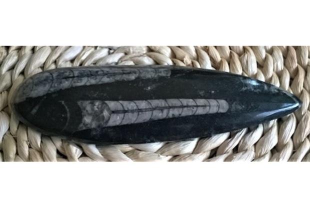 Orthoceras fosilie, placička 16,4 cm / 161 g (Maroko) (X1093)