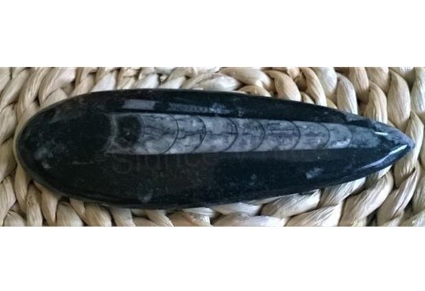 Orthoceras fosilie, placička 13,5 cm / 105 g (Maroko) (X1095)