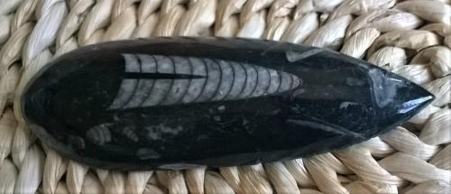 Orthoceras fosilie, placička 12,8 cm /104 g (Maroko) (X1096)