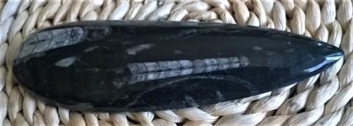 Orthoceras fosilie, placička 17,5 cm /208 g (Maroko) (X1097)