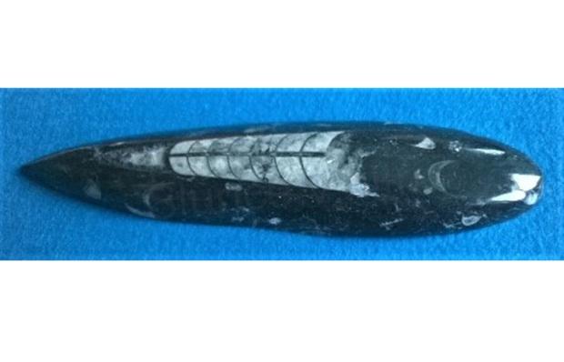 Orthoceras fosilie, placička 15,3 cm / 99 g (Maroko) (X1105)