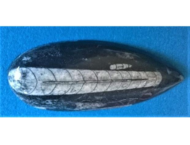 Orthoceras fosilie, placička 12 cm / 116 g (Maroko) (X1107)