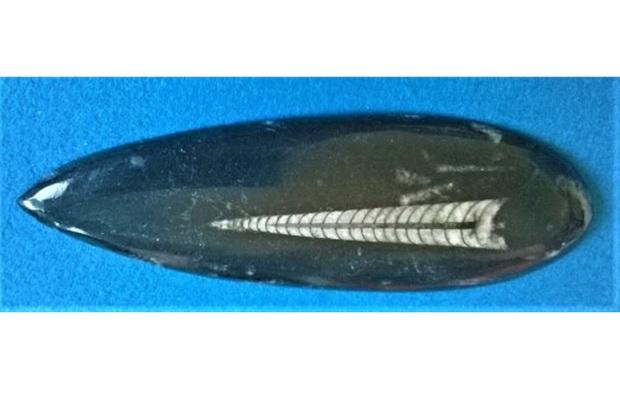 Orthoceras fosilie, placička 15,5 cm /116 g (Maroko) (X1108)
